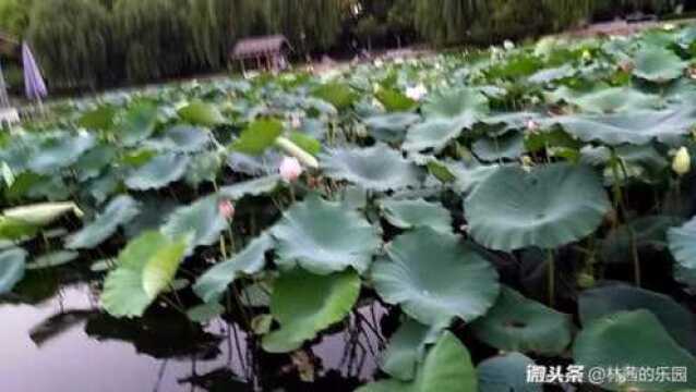 湖畔,盛夏,雨荷,风雨中的荷塘美景,水面清圆,一一风荷举