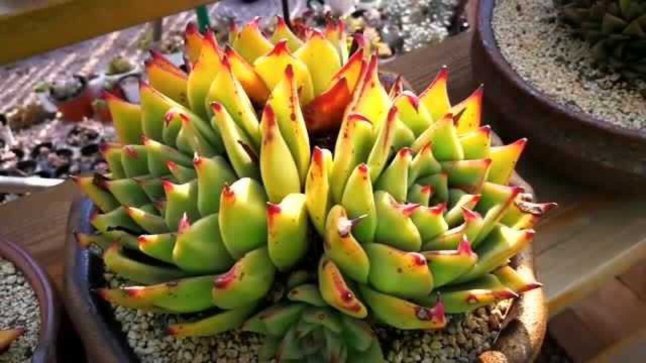 云南极品多肉植物:超好看的三头鹰嘴乌木!