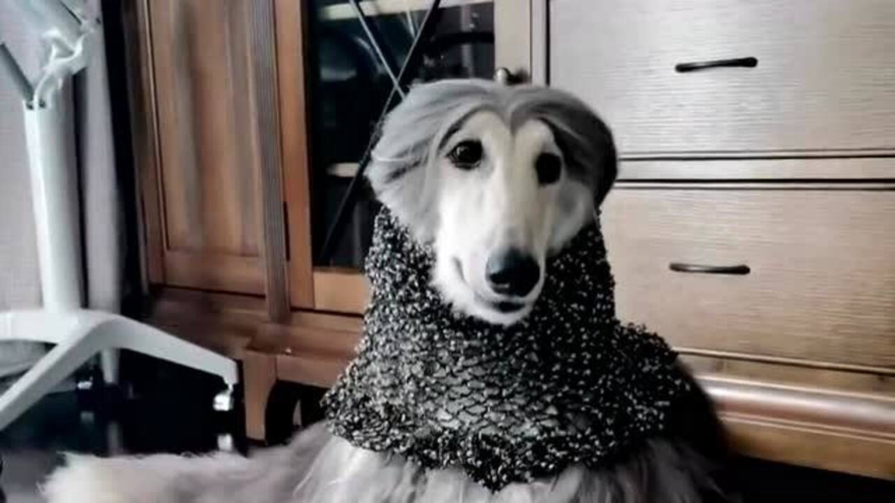 阿富汗猎犬待遇就是好标准的中分发型外加一条围巾达到了狗生巅峰