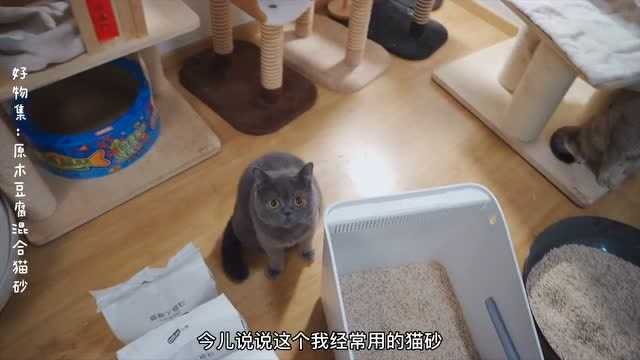 好物集:原木豆腐混合猫砂