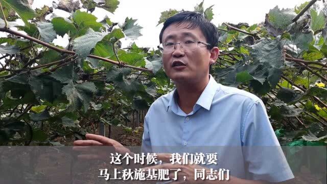 葡萄秋使基肥,都需要哪些肥料?这样的种植方法很不错