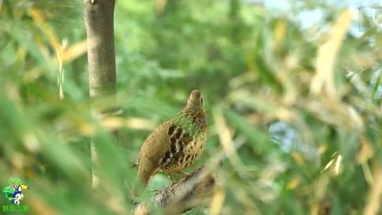 山里竹鸡的叫声响亮有力