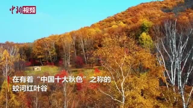 胜似油画!秋色“洒”在吉林这片山