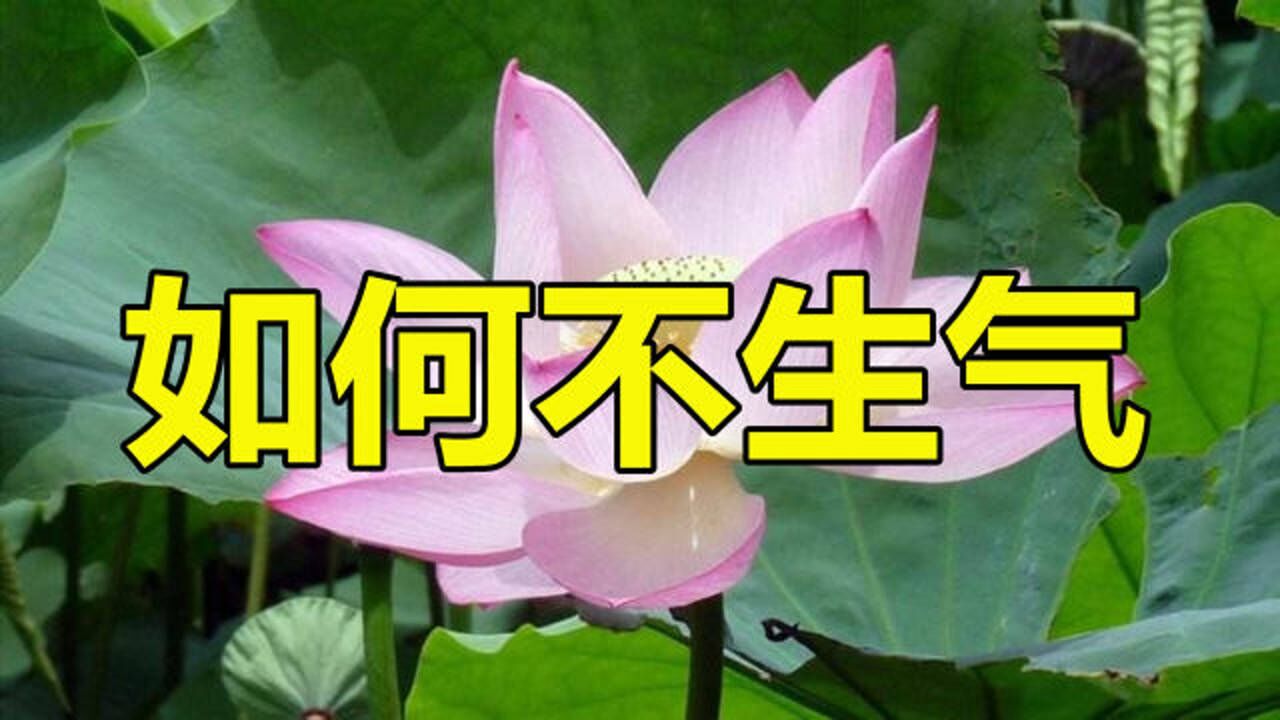 不生气口诀教你如何不生气念完心情舒畅了