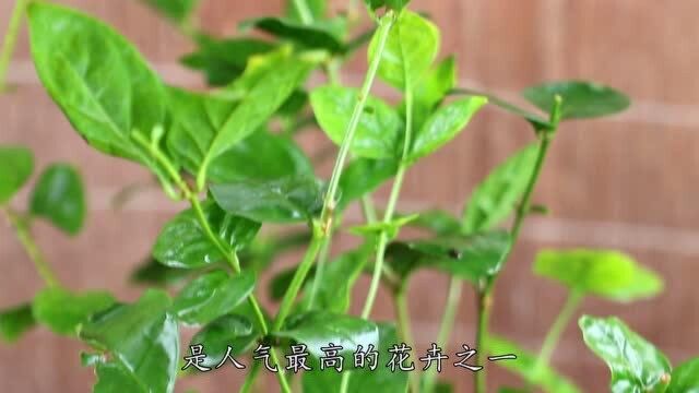 从3个方面伺候茉莉花,花开满枝头,不黄叶落叶,芳香满园