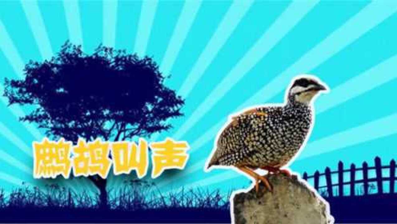 鹧鸪叫声：中华鹧鸪的叫声！叫声特别，撕心裂肺！_腾讯视频