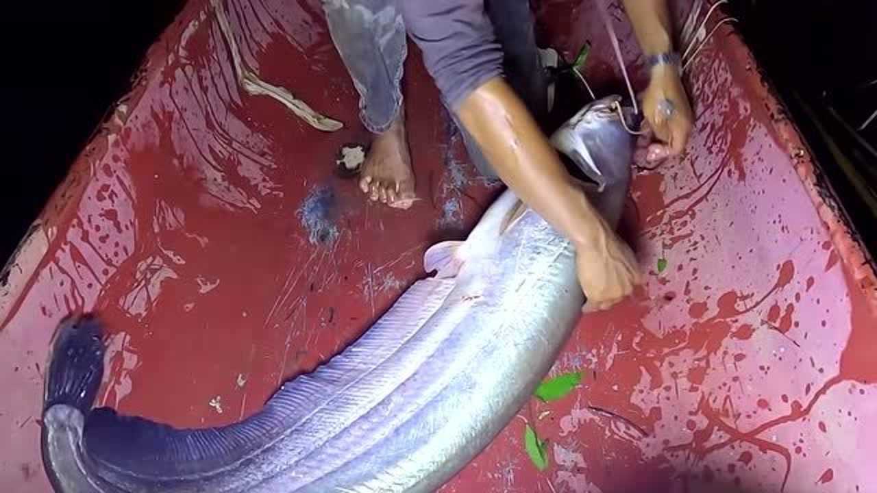 好大一条奥图鲶已经咬上很久了