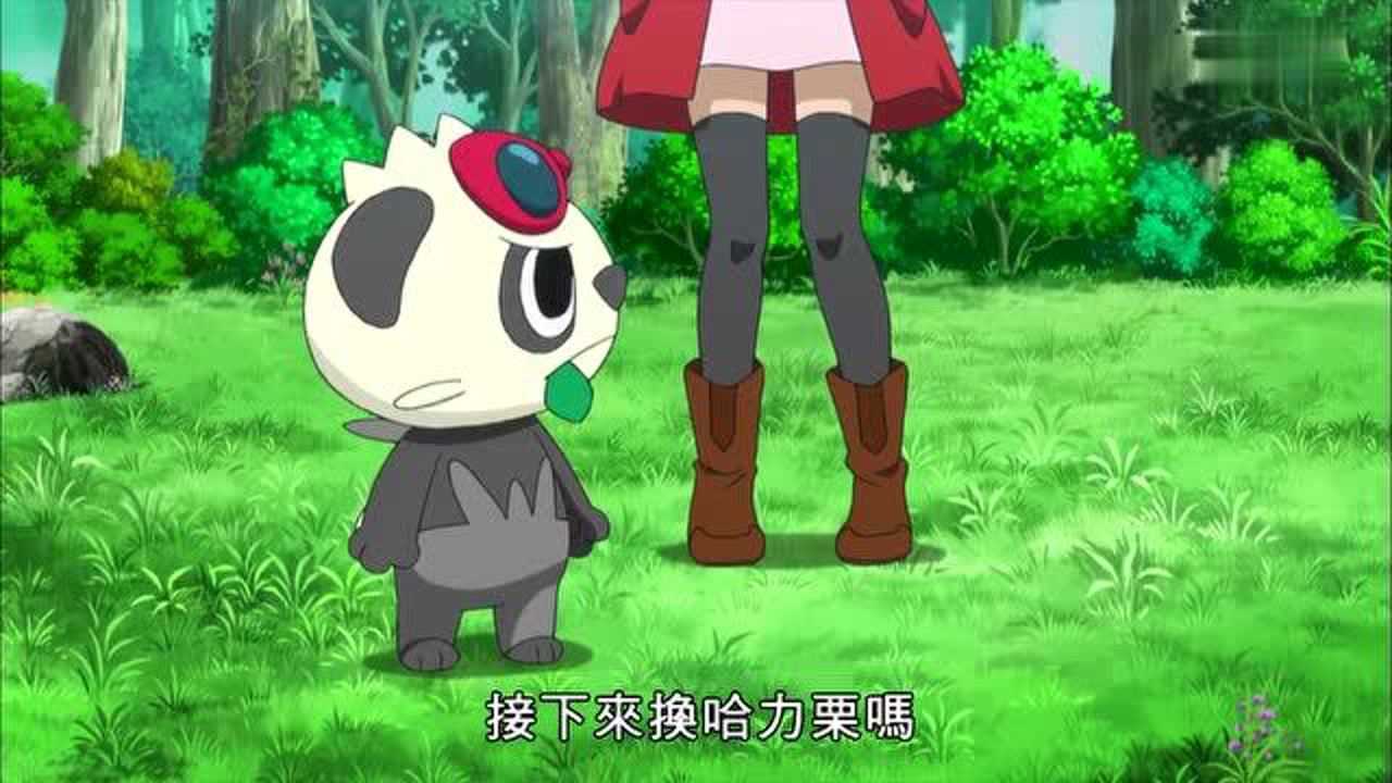 精灵宝可梦哈力栗vs胖胖哈力谁能让伊布喜欢