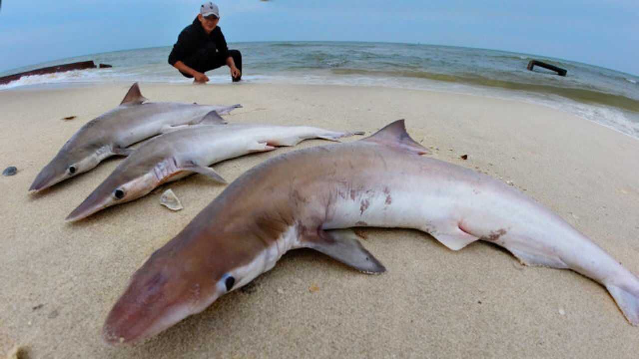 5斤大鲨鱼被困废弃养殖场阿聪一看还不止一条直呼发财了