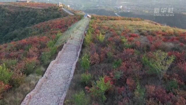 河南伏羲山:金秋红叶仿若天然调色板