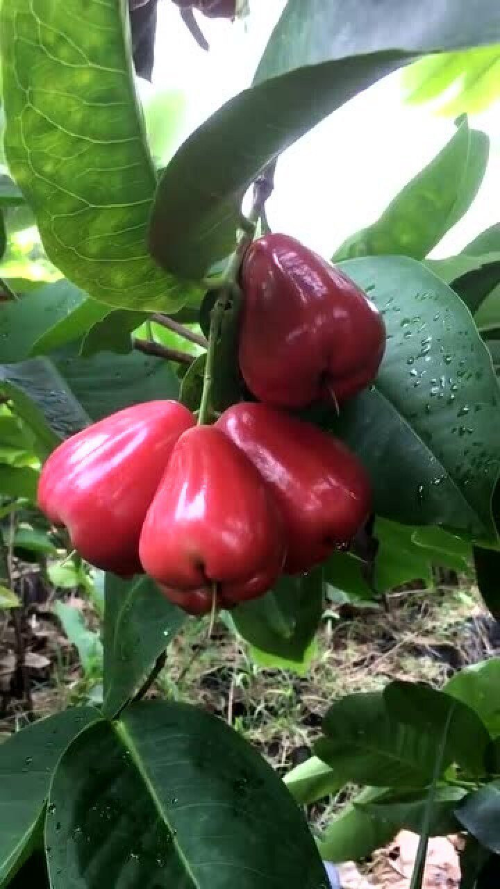 大叶红莲雾,喜欢的点个爱心