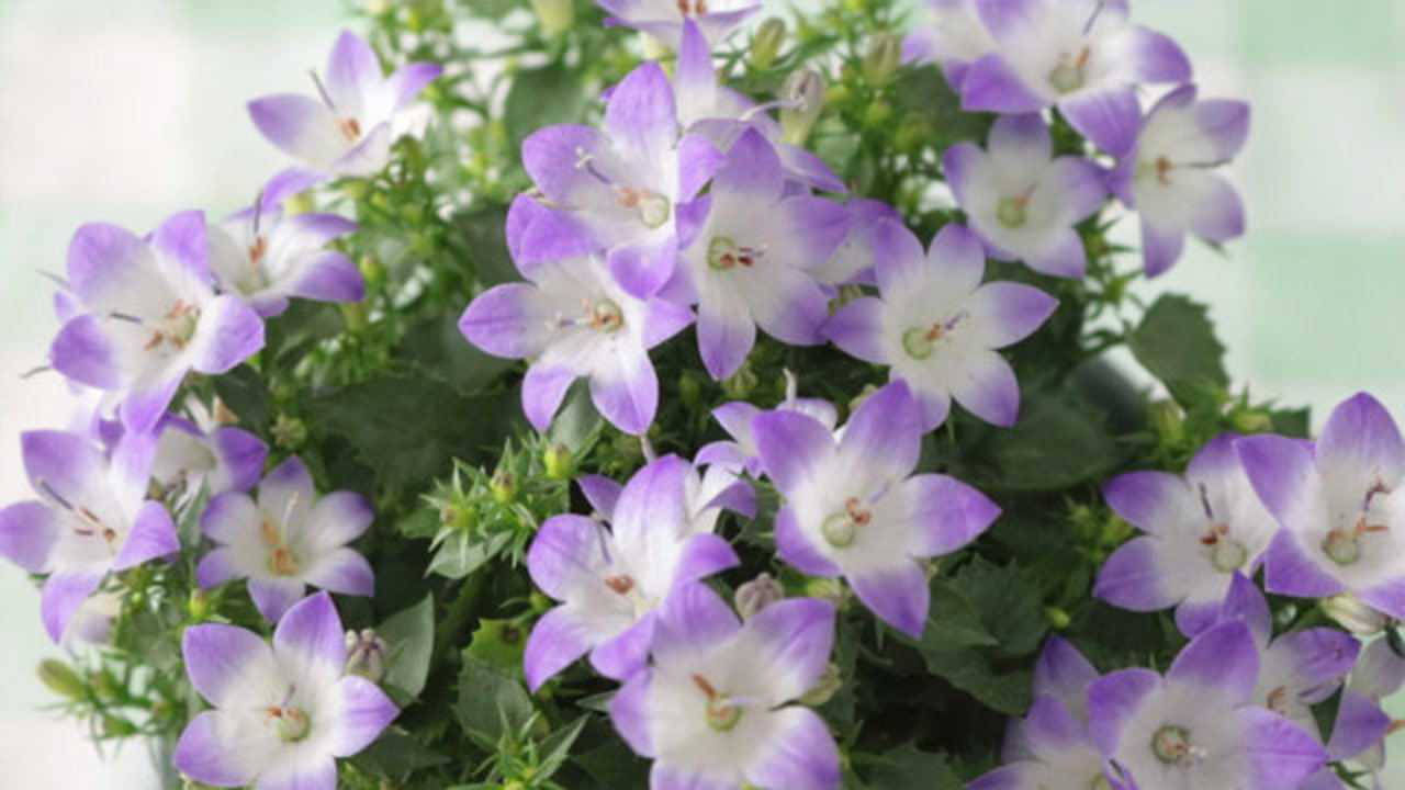 植株矮小,开花颜值高的丹麦风铃花,养护也简单,非常适合阳台党