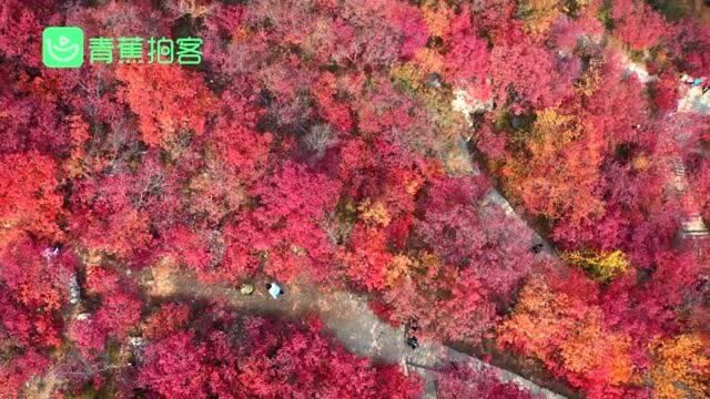 美到窒息!航拍京郊坡峰岭景区 满山红叶层林尽染