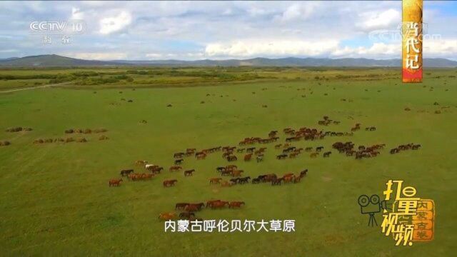 内蒙古呼伦贝尔大草原,世界著名的天然牧场!