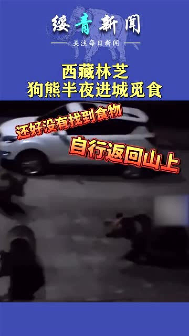 西藏林芝狗熊半夜进城觅食狗熊没吃的咱回去吧