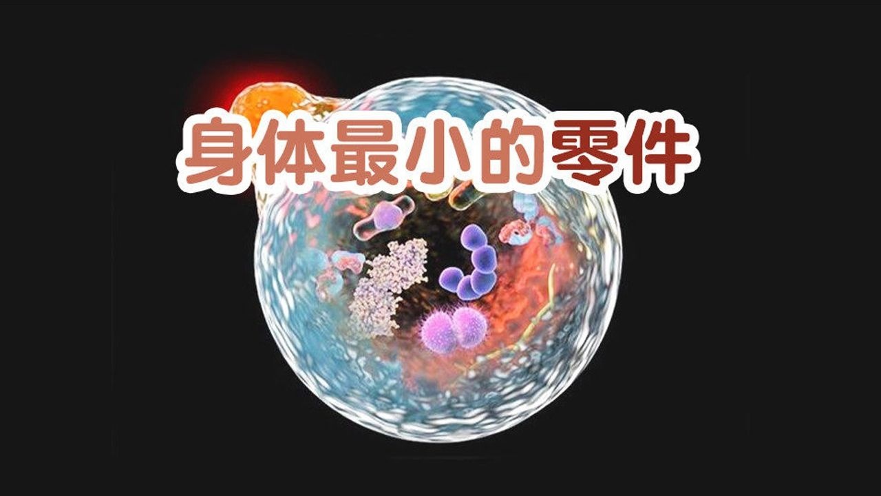 第02集身体最小的零件细胞