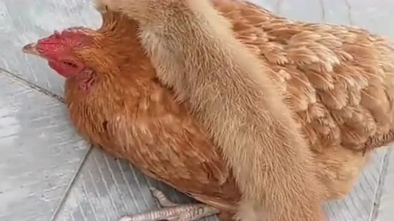 今天可算是见识到,黄鼠狼吃鸡的样子了,真是让人大开眼界!