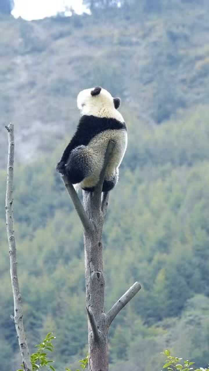 这只坐在树上的大熊猫,是不是在思考什么,熊猫:蚩尤,你听我解释!