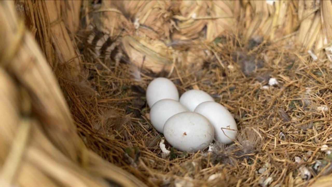 珍珠鸟幼鸟 下蛋图片