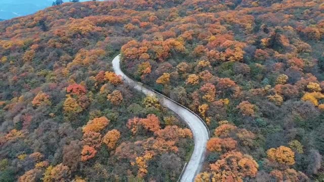 四川的秋天有多美| 有图有视频:峨眉山这条路,太“红”了!