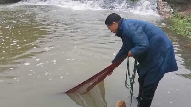 老渔民路遇流水沟,一网下去,居然打上了一条黑鱼,太厉害了