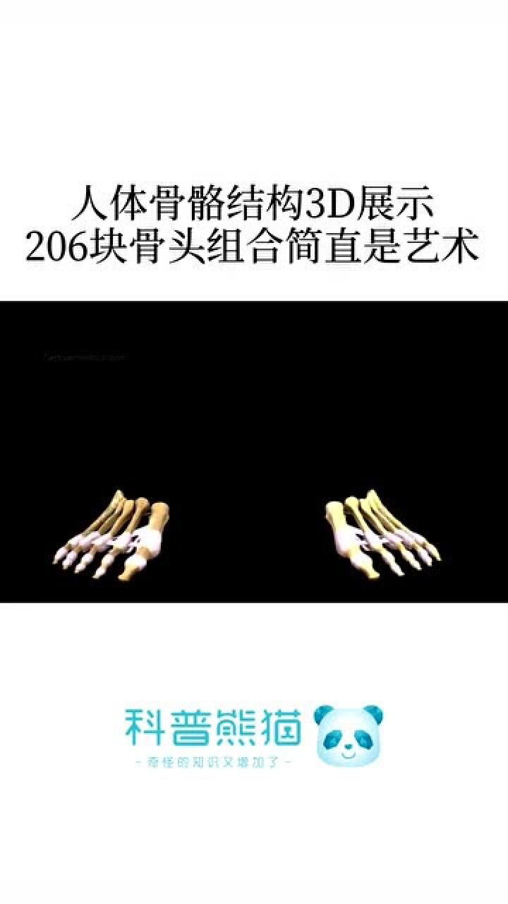3d展示人体骨骼结构206块骨头组合比机械还精准有被震惊到