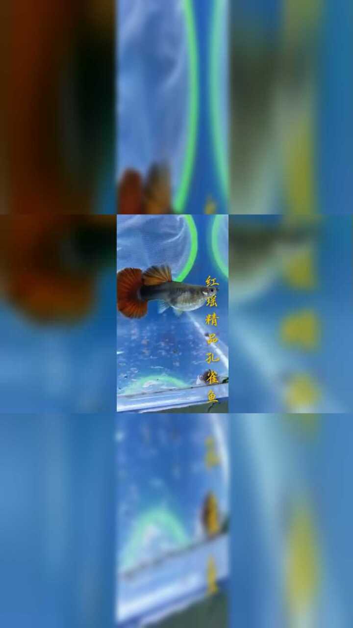 精品巴西褶扇孔雀鱼