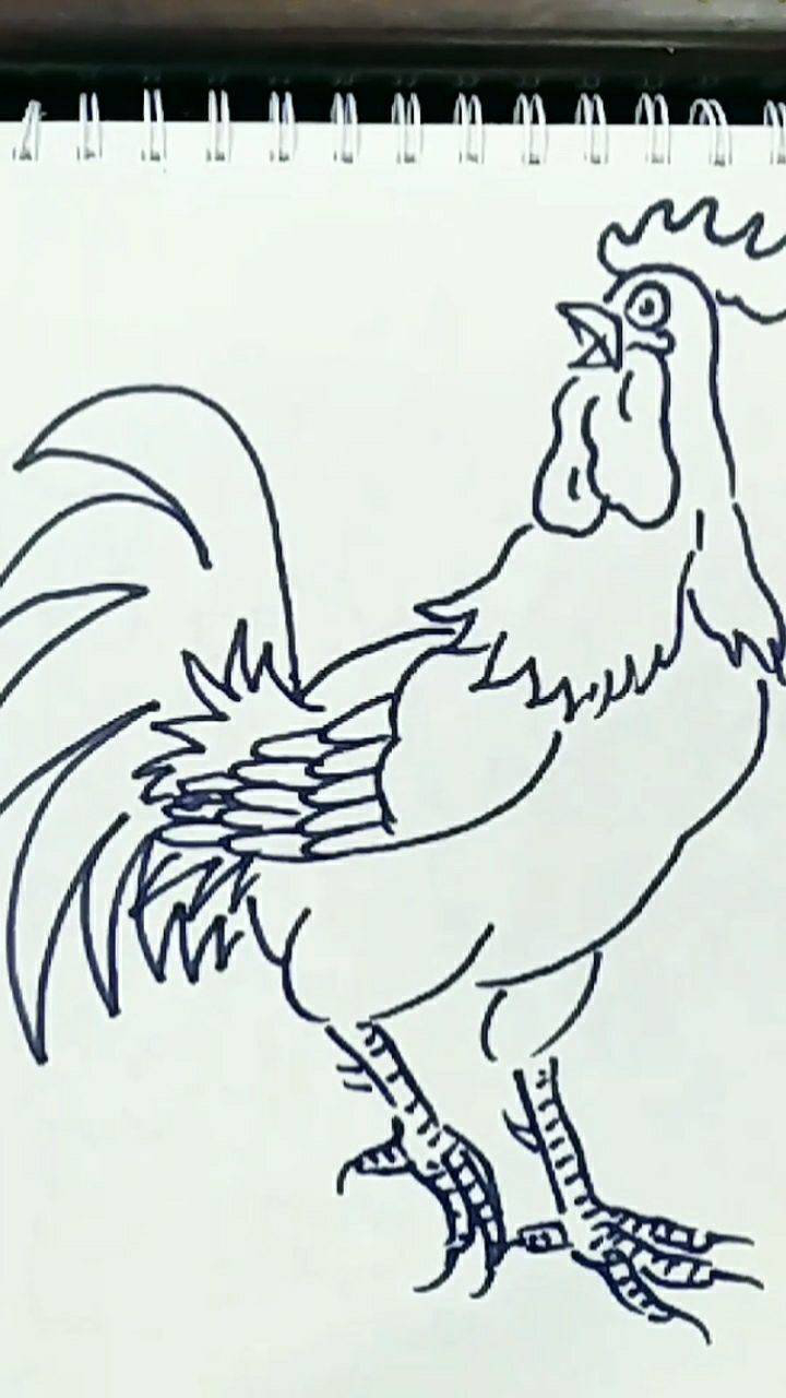 简笔画大公鸡