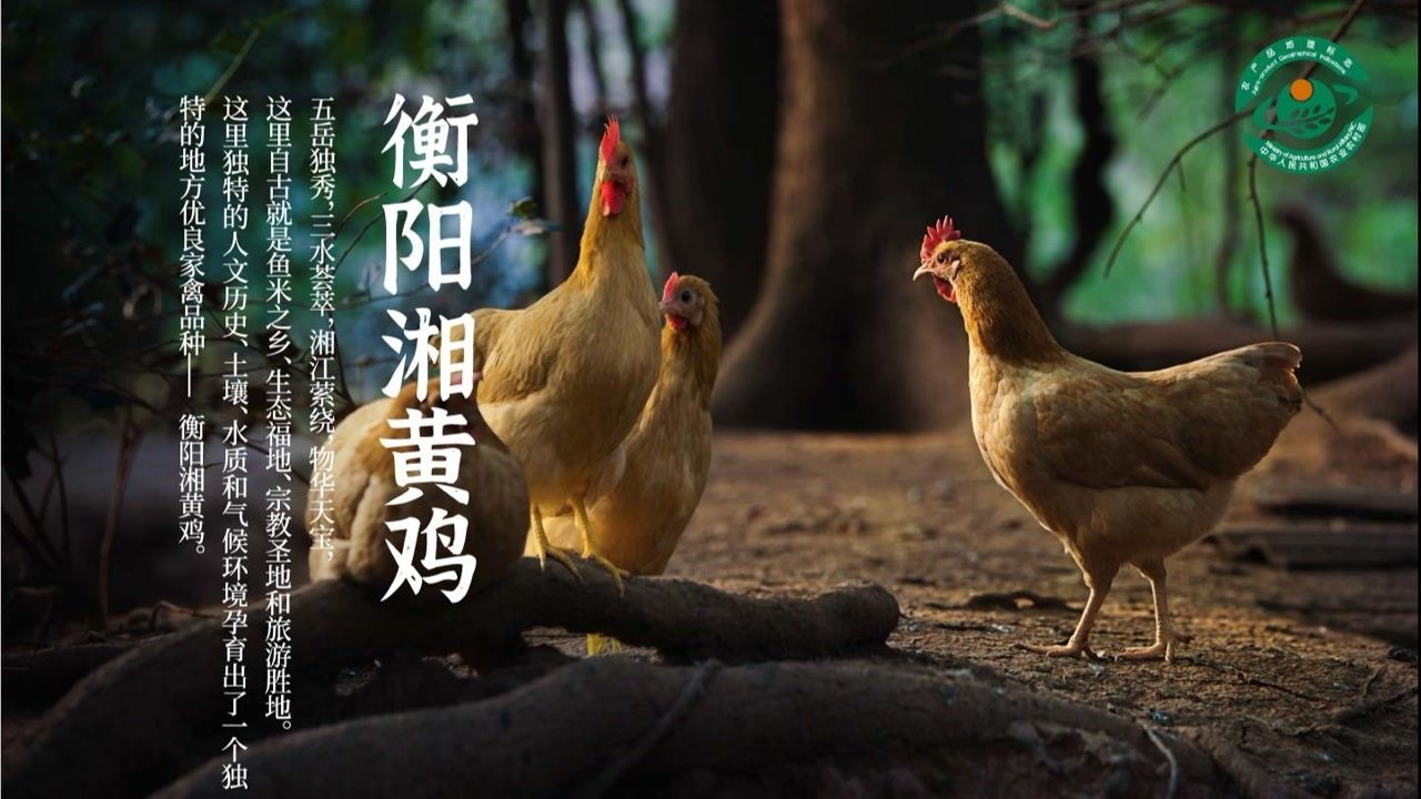 古韵衡州府千年湘黄鸡美食高光时刻