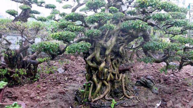 难得的榕树桩,大型盆景素材,树根紧紧缠绕,盆景园里还有很多