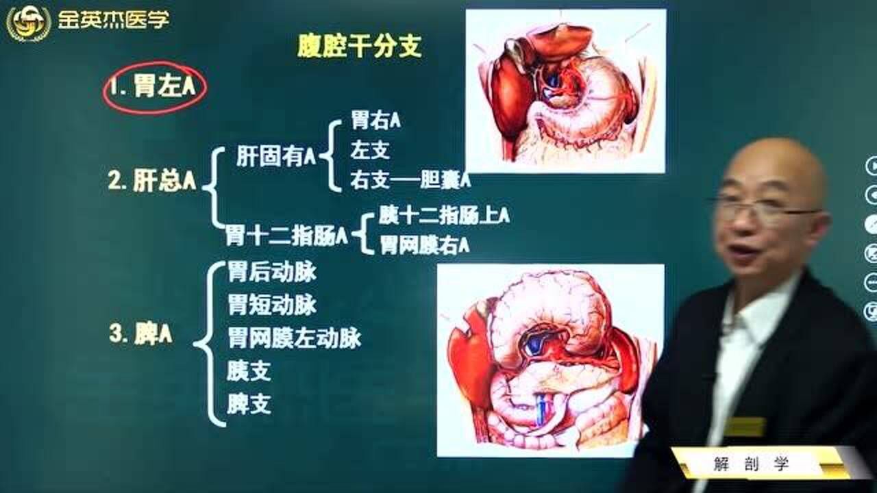 临床解剖学:腹腔干分支记忆,胃、肝、脾。_腾讯视频
