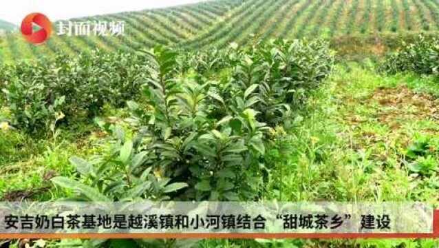 3000亩茶山每亩产值3万元 四川威远将打造茶园现代农业园区