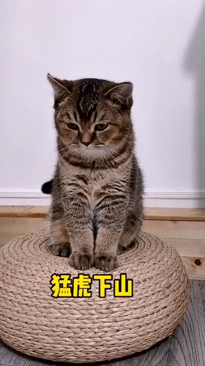 猫咪:给大家表演一段猛虎下山