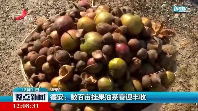 德安:数百亩挂果油茶喜迎丰收