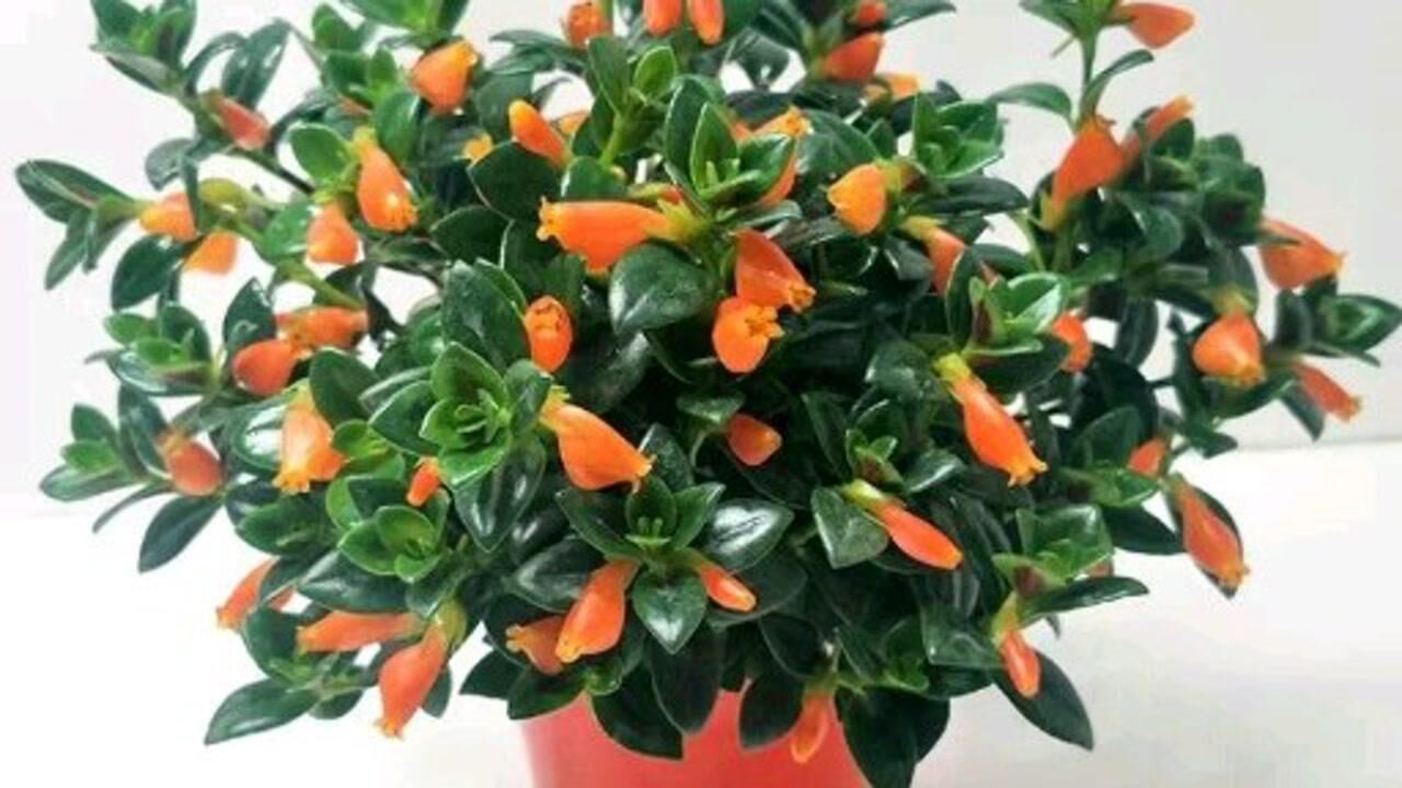 金鱼吊兰现在这样养过年就能花开满枝头寓意年年有余
