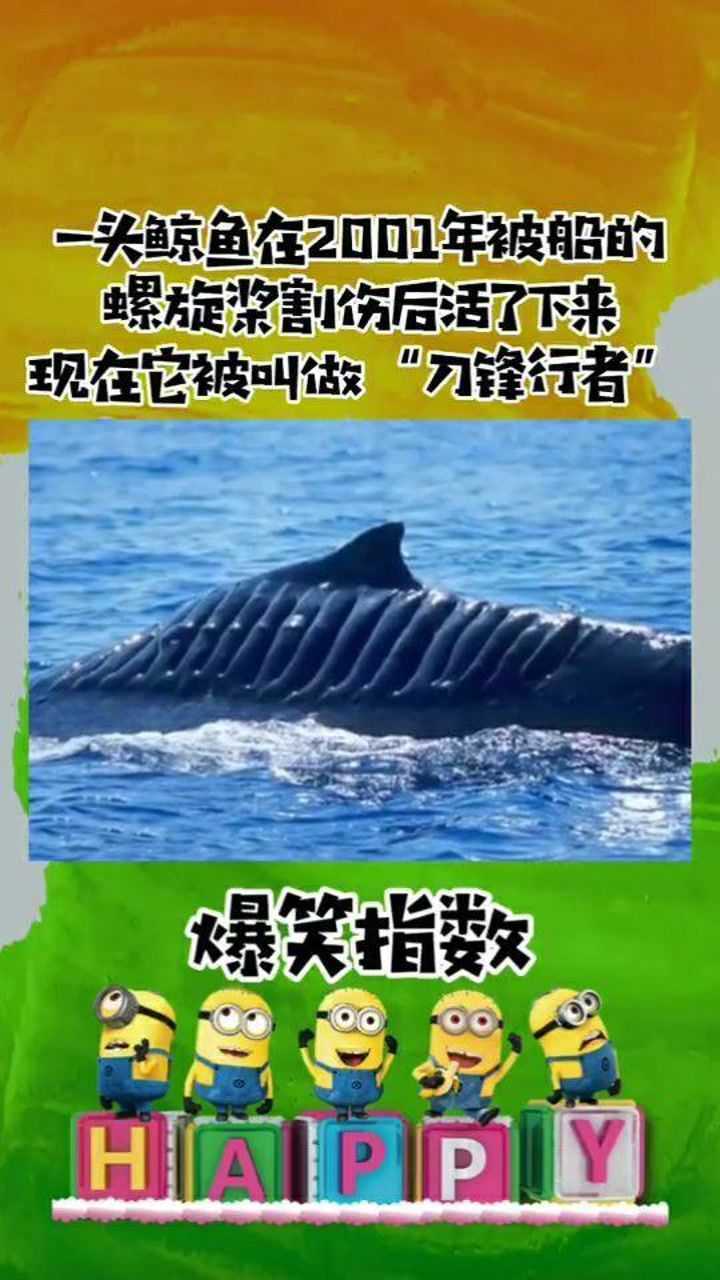 一头鲸鱼在2001年被船的螺旋桨割伤后活了下来现在它被叫做刀锋行者