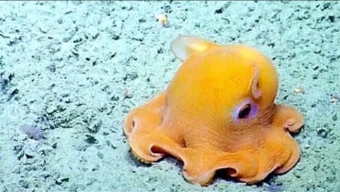 全世界最萌的章鱼，一害羞就将脑袋捂上，各种可爱动作萌翻你！