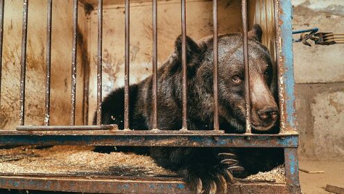 被关狭小笼中为马戏团表演11年，“世界上最孤独的熊”终于重获新生~