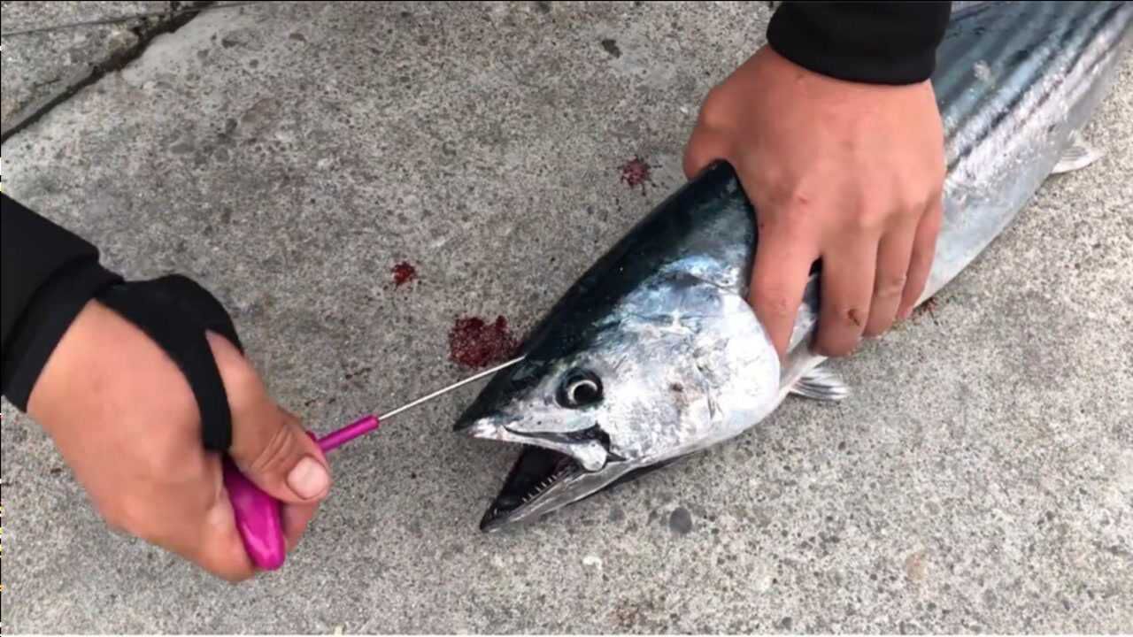 最残忍的杀鱼方式,铁丝戳上3秒就没感觉了,日本人却说最为人道!