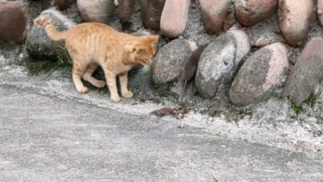 鼠猫大战,看似猫漫不经心,其实一却尽在掌握中