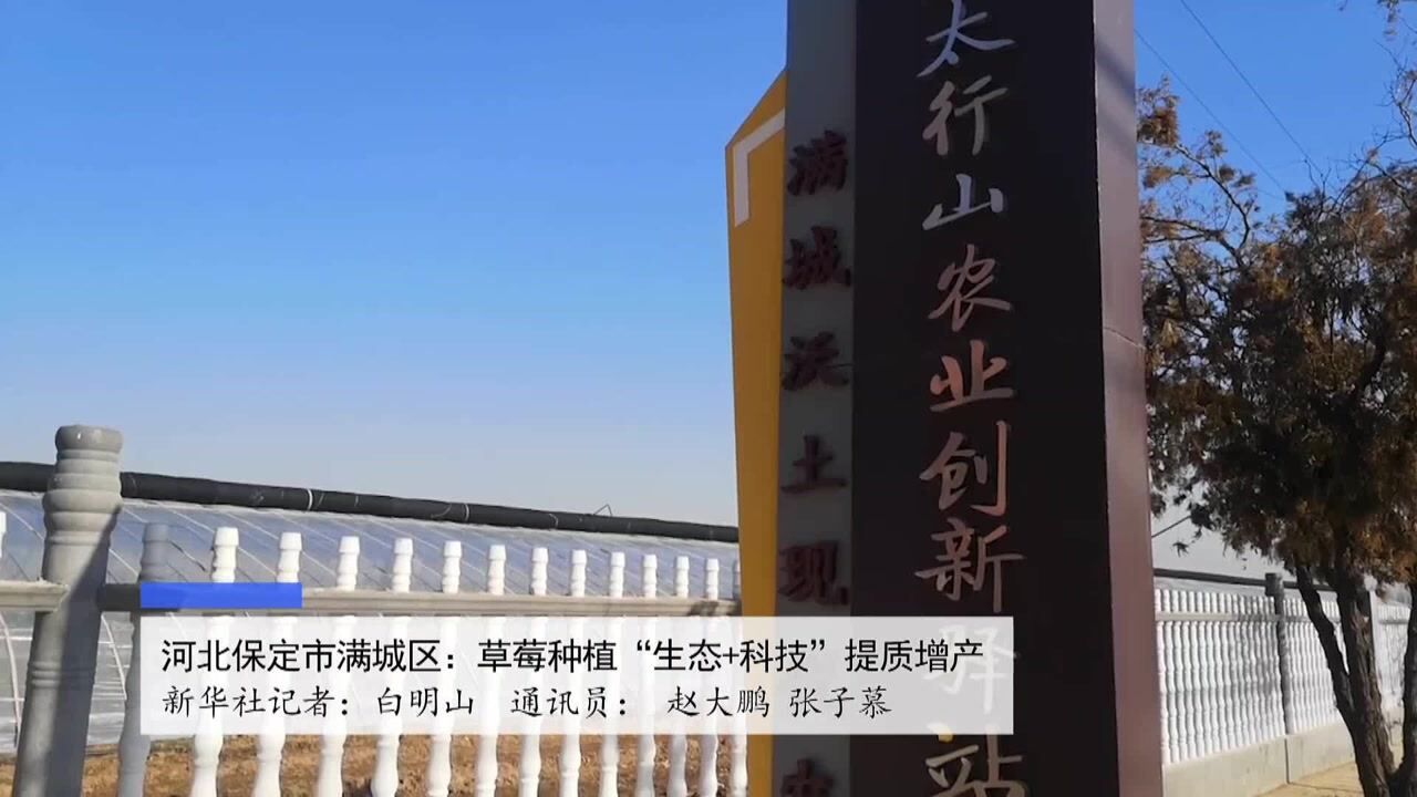 河北保定市满城区:草莓种植"生态 科技"提质增产