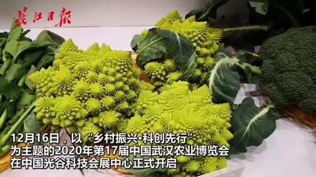 这样的蔬菜你见过吗?紫白菜、宝塔花菜、红宝