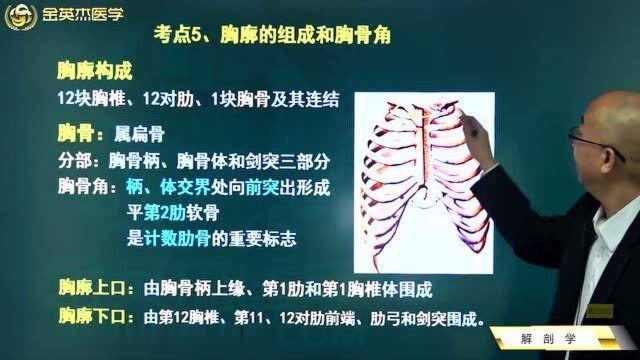 临床骨学与关节学:胸廓的组成,胸骨角,胸廓的上口与下口.