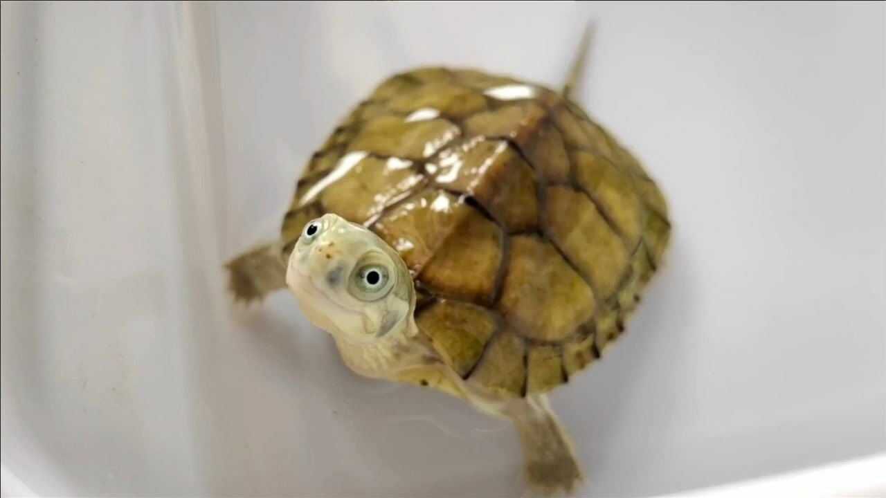 眉清目秀的黄喉拟水龟喜欢龟的朋友一定要养这个品种