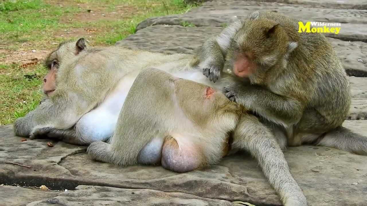 公猴受伤了,母猴在旁陪伴,陪伴是最长情的告白!