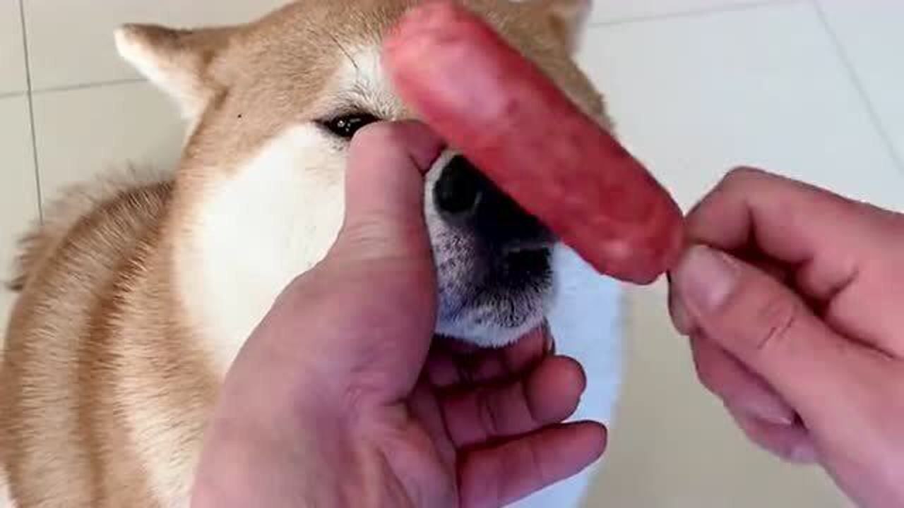 把火腿肠放在狗狗鼻子上,而不让狗狗吃到,此时的狗狗肯定特别着急!