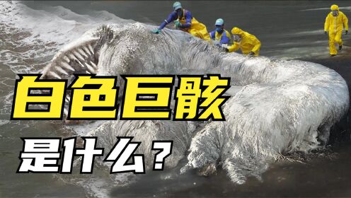 3个神秘的海洋生物，白色长毛巨骸飘上海滩，当地人懵了？