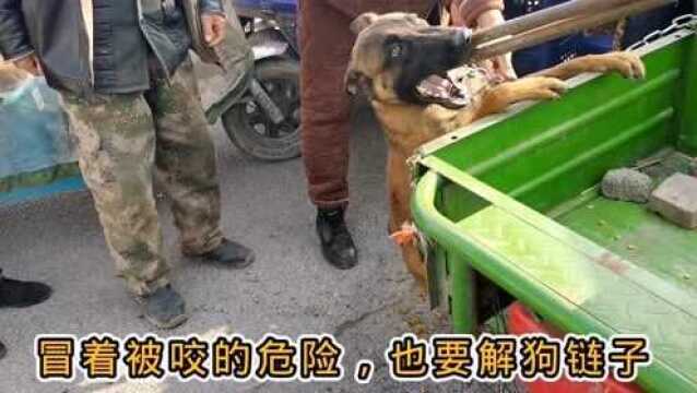 恶犬被卖进狗肉车,狗贩直接上铁夹子,夹得叫都不叫一声,真是一物降一物!