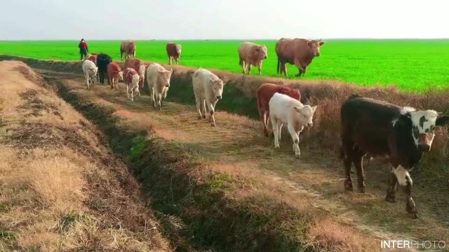 湖畔牧歌——宿鸭湖