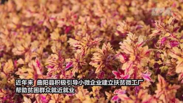 河北曲阳:扶贫微工厂助农增收